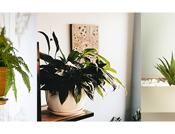 Top Five Plants for Air Quality